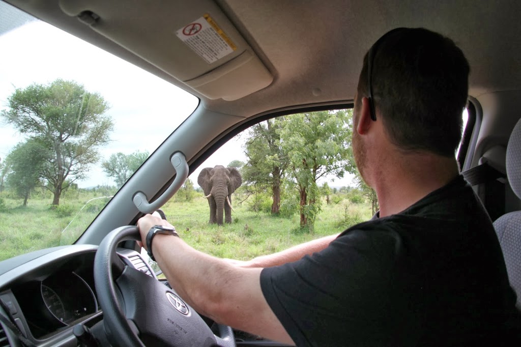Elephant on Kruger safari