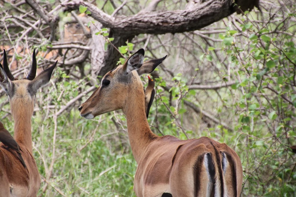 Kruger Impala