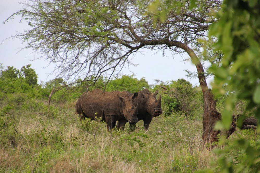 White rhino Kruger