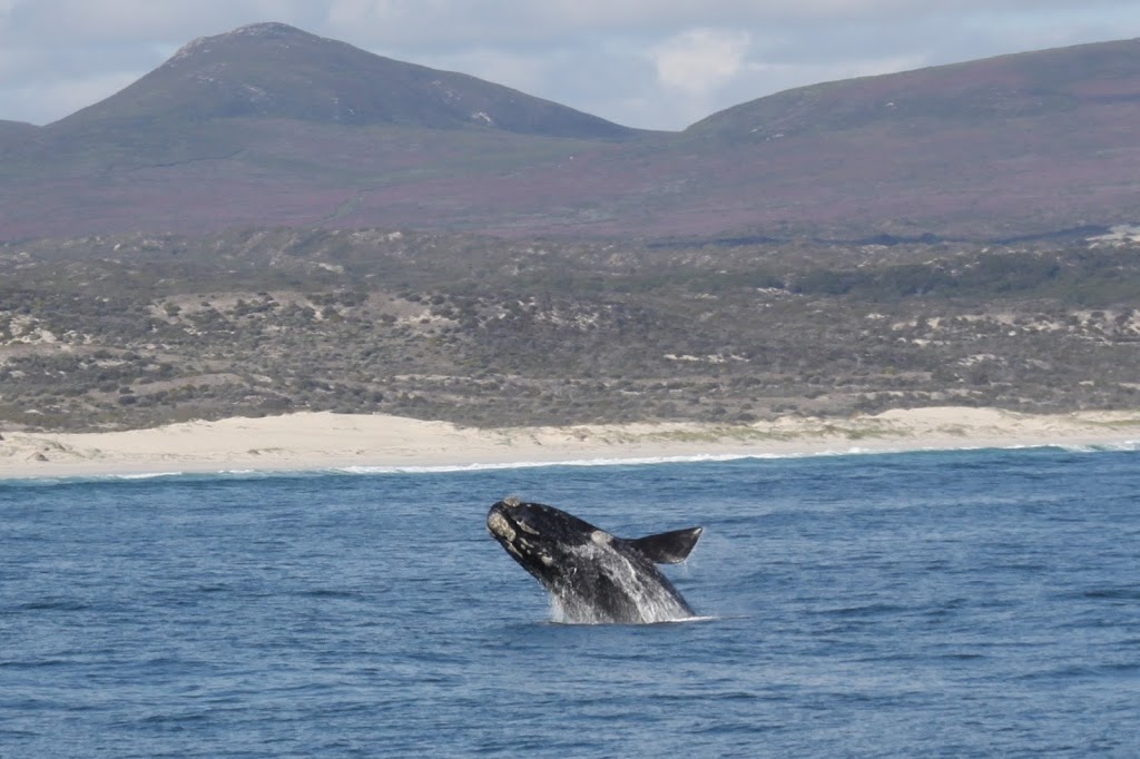 Whale watching – Hermanus, South Africa