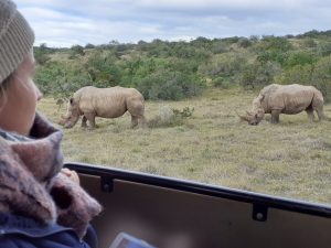 Eastern Cape Safari rhino sighting