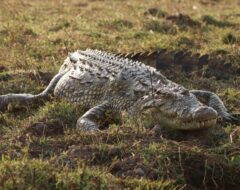 Crocodile in Chobe, Botswana