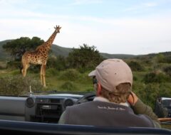 Giraffe sighting on safari