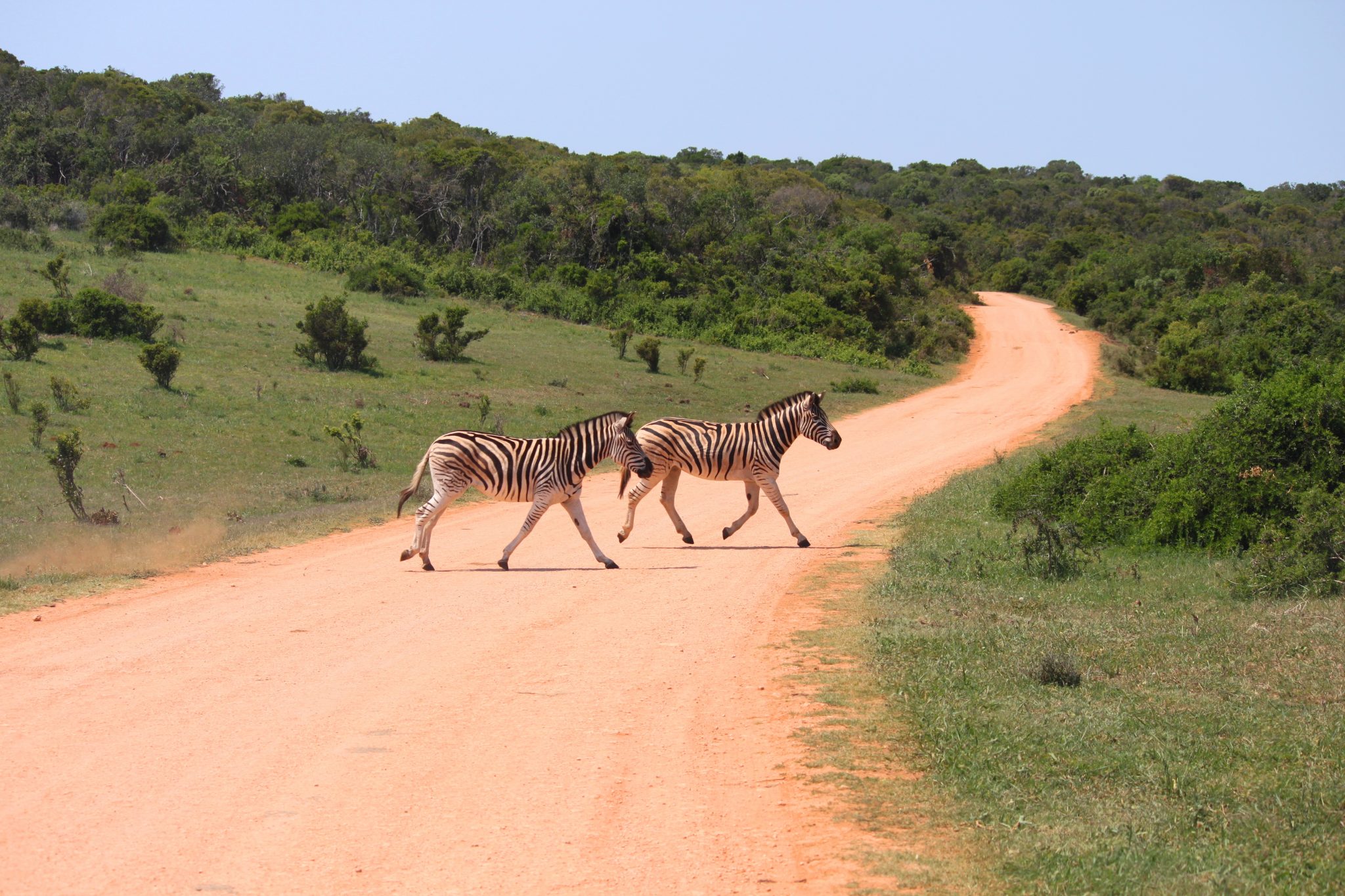 Addo zebra crossing