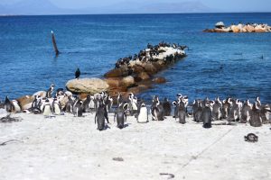 Stony Point penguins