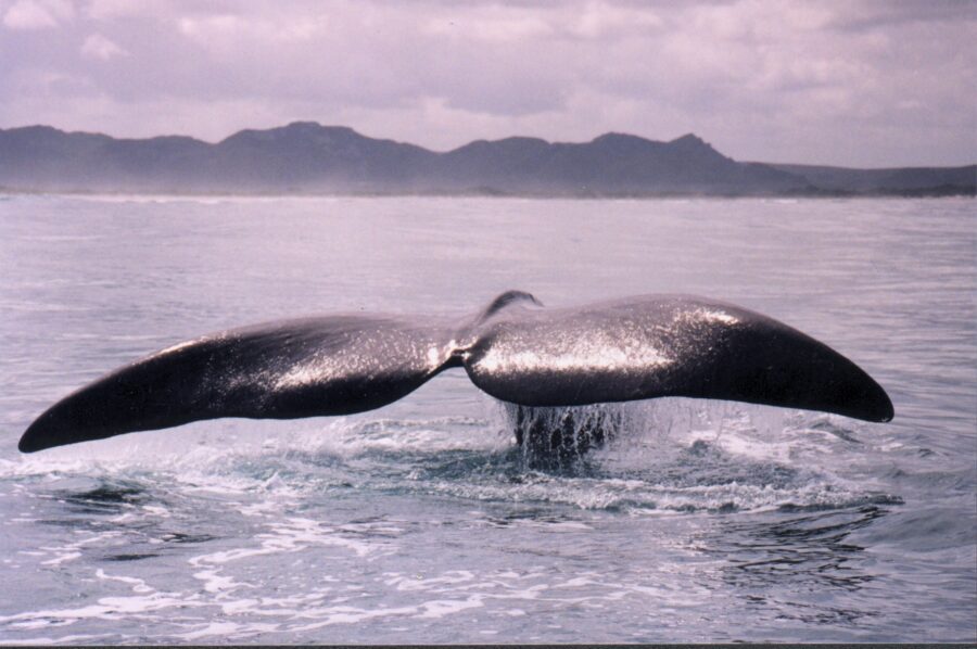 Whale sightings in Hermanus