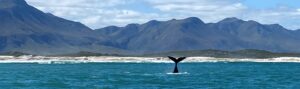 Hermanus Whale Tail