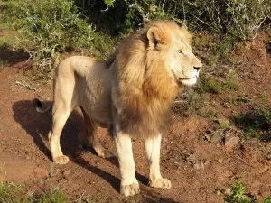 safari tours in south africa