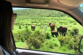Addo Elephant National Park safari - South Africa