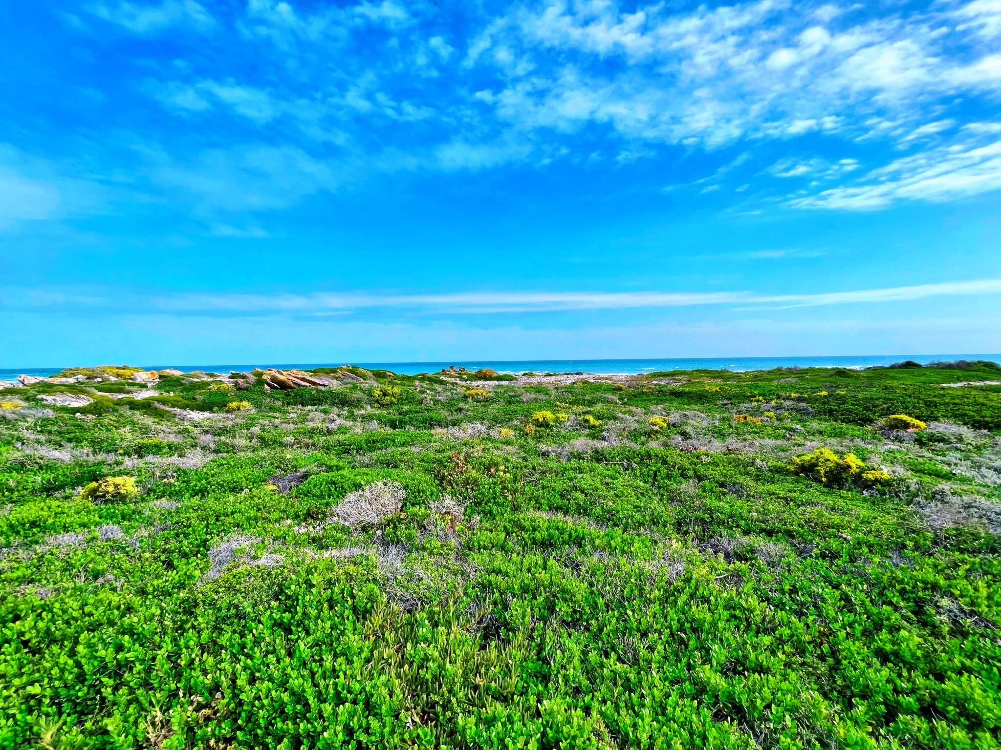 Cape Agulhas National Park vegetation