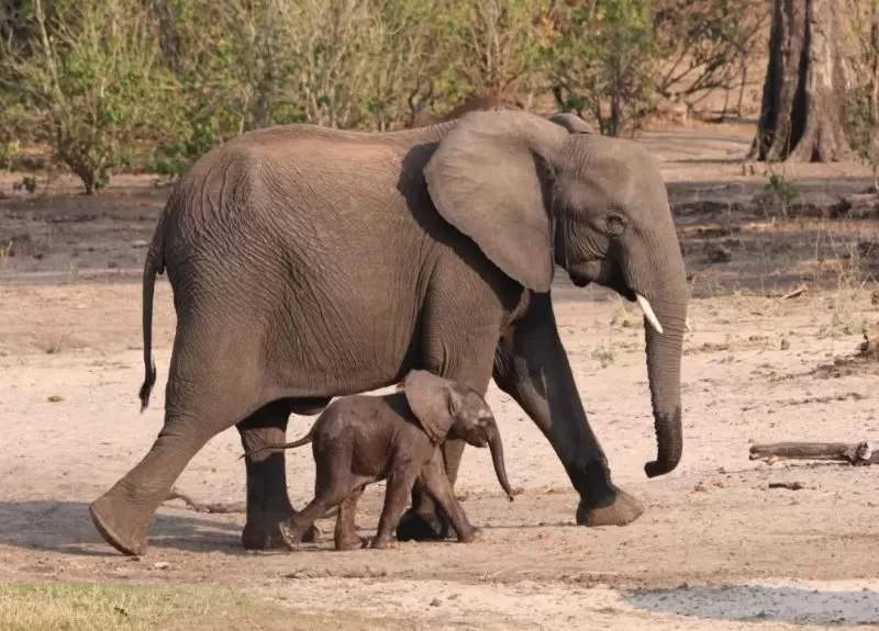 Elephants on Safari