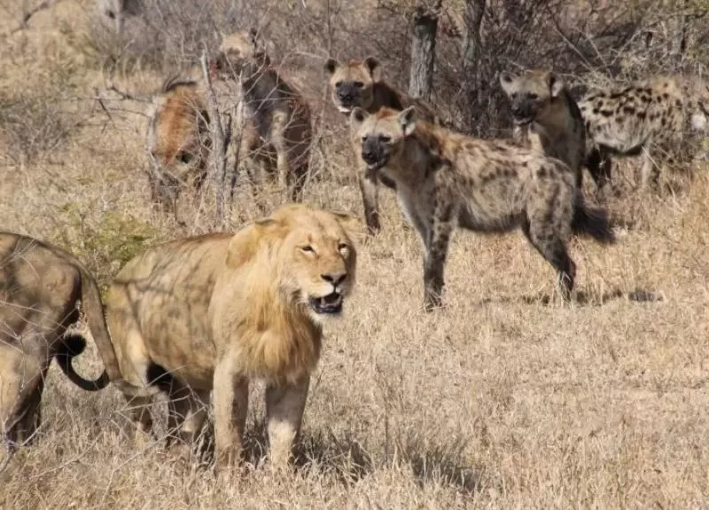Lions surrounded by hyenas Safari tours Africa