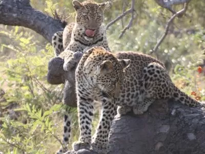 Two leopards sitting in a tree