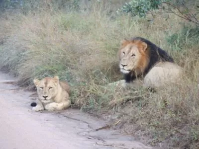 Lions next to the dirt road in Kruger national park