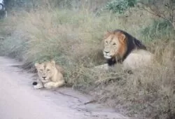 Early morning Game drive. Found these two beautiful lion right next to the road. (2)