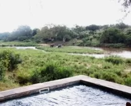 Private plunge pool at all the rooms and Narina Lodge. See the two bull elephant in the background. Room with a view.