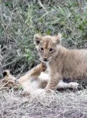 So many amazing lion sightings. Look at these cubs playing. You can watch them for hours!