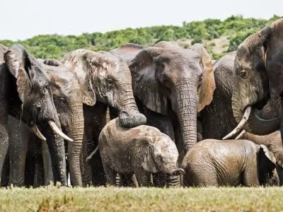 Addo Elephant Nation Park Elephants gather at a waterhole