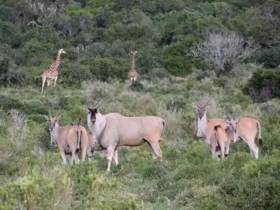 Eastern Cape Safari rich wildlife experience