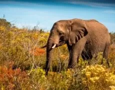 Elephant in the Fynbos – Gondwana