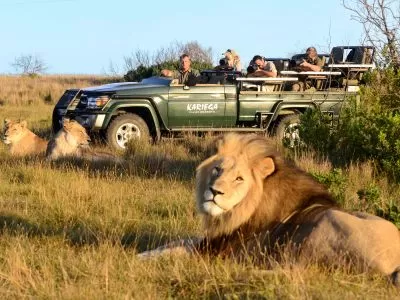 Lions spotted on a game drive through Kariega Game Reserve