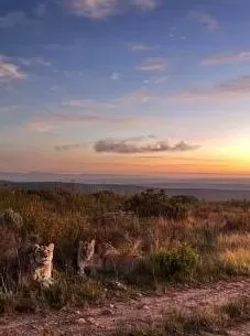 Lions at sunset – Gondwana