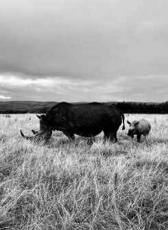Rhino on safari