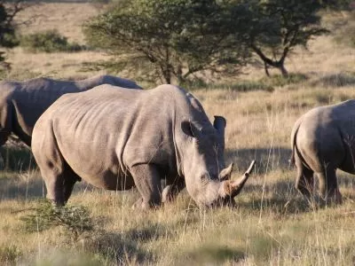 Rhinos grazing in the Shamwari Private Game Reserve Eastern Cape Safari